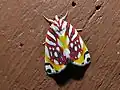 Sinna calospila 成虫, マレーシア