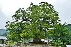 野間の大ケヤキ