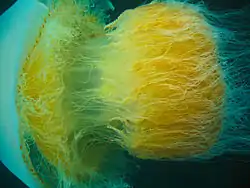 エチゼンクラゲ