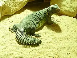 サバクトゲオアガマ