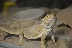 フトアゴヒゲトカゲ（アゴヒゲトカゲ属）