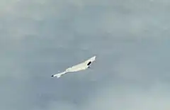 衝突後、操縦不能に陥ったXB-70