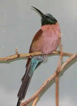 キタベニハチハチクイ