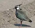 タゲリVanellus vanellus