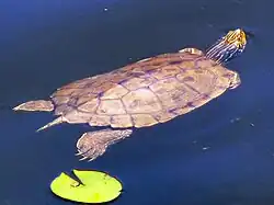 ヒラチズガメ