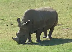 キタシロサイ