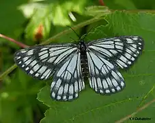 Nossa palaearctica, ロシア