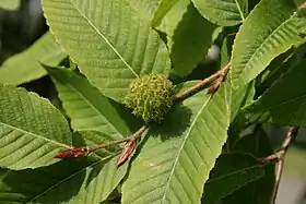ラウリ (Nothofagus alpina)