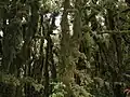 ギンブナの森
