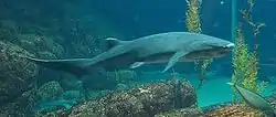 エビスザメ