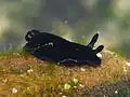 ホンクロシタナシウミウシ黒色の個体