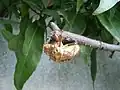 抜け殻