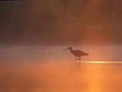 ダイシャクシギ
