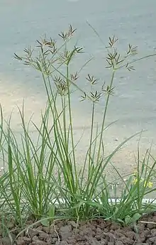 香附子