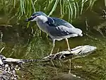 ゴイサギN. nycticorax