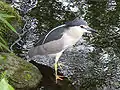 水辺で小魚などを捕る