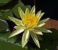 Nymphaea mexicana
