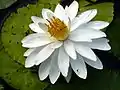 Nymphaea pubescens