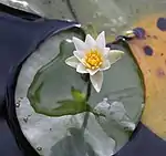 ヒツジグサ