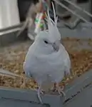 ホワイトフェイス・ルチノー