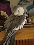 ホワイトフェイスのオス