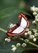 Nymphidium caricae, ペルー