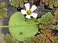 5弁の花。アカウキクサ属の1種と。