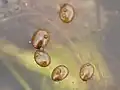 種子