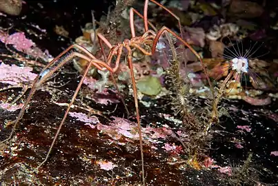 ヒドロ虫(刺胞動物)を摂食しているウミグモ。