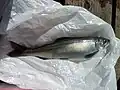 本栖湖のヒメマス(抱卵個体)