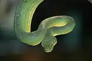 エメラルドツリーボア