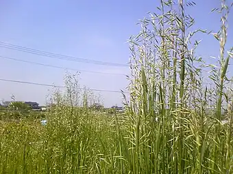 エンバク畑