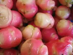 オカの塊根