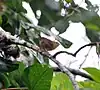 T. ochraceusキイロヤマミソサザイ