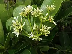 枝先に複集散花序が伸び、多数の白色の花をつける。花冠は多肉質で、先は5裂して裂片は平開する。