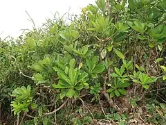 サンゴ礁が隆起してできた海岸線の石灰岩地に生育していた。