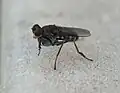 ミナミカマバエ Ochthera circularis