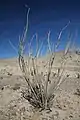 Ocotillo