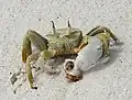 ミドリのツノメガニ (Ocypode ceratophthalmus)