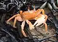 Painted ghost crab、 Cart driver crab （O. gaudichaudii）