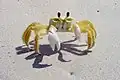 Atlantic ghost crab （O. quadrata）