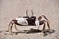 ムラサキのツノメガニ (Ocypode ceratophthalmus)