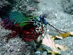 シャコ類の1種モンハナシャコ Odontodactylus scyllarus