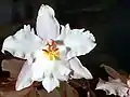 クリスパムの花・拡大