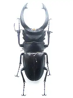 アルケスツヤクワガタ
