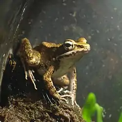 ハナサキガエル