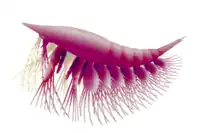 Oelandocaris oelandica