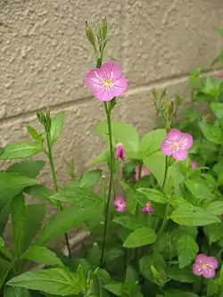 Oenothera rosea