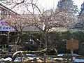 梅の古木（魅雪）