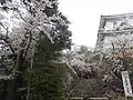 9.小倉公園の桜
